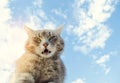 Funny gray cat on a background of blue sky. Pet portrait. Striped kitten. Animal. Place for text