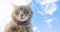 Funny gray cat on a background of blue sky. Pet portrait. Striped kitten. Animal. Place for text