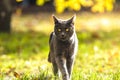 Funny gray cat goes to the camera on the autumn-summer bright background Royalty Free Stock Photo