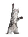 Funny gray cat standing or dancing and looking up