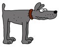 Funny gray dog