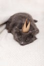 Funny gray fluffy cat is lying on the sofa with a golden crown on his head Royalty Free Stock Photo