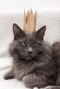 Funny gray fluffy cat is lying on the sofa with a golden crown on his head Royalty Free Stock Photo