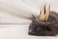 Funny gray fluffy cat is lying on the sofa with a golden crown on his head Royalty Free Stock Photo