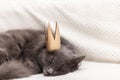 Funny gray fluffy cat is lying on the sofa with a golden crown on his head Royalty Free Stock Photo