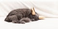 Funny gray fluffy cat is lying on the sofa with a golden crown on his head Royalty Free Stock Photo