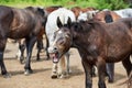 Outdoor head portrait of a cute foal yawning Royalty Free Stock Photo