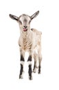 Funny gray goatling showing tongue Royalty Free Stock Photo