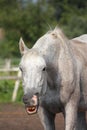 Funny gray horse yawning portrait