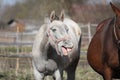 Funny gray horse yawning Royalty Free Stock Photo