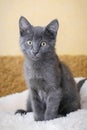 Funny gray kitten