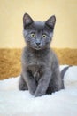 Funny gray kitten