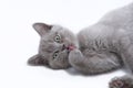Funny Gray Kitten Licks Paw On White Background Royalty Free Stock Photo