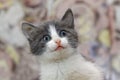 Funny gray kitten Royalty Free Stock Photo