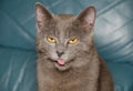 Funny gray kitten Royalty Free Stock Photo