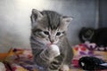 Funny gray kitten is washing the face with the paw Royalty Free Stock Photo