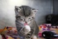 Funny gray kitten is washing the face with the paw Royalty Free Stock Photo