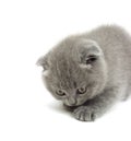 Funny gray kitten Royalty Free Stock Photo
