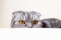 A funny gray Scottish fold cat with yellow eyes sits at the table and looks away with curiosity.