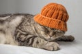 Funny gray striped scottish fold cat with a orange winter hat on his head lies on a table