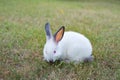 Funny grazing white little rabbit on grass in the garden