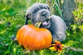 Funny Great Dane dog and orange big pumpkin