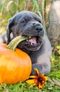 Great Dane dog and pumpkin