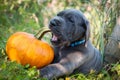 Great Dane dog and pumpkin