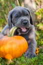 Great Dane dog and pumpkin