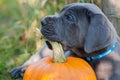 Great Dane dog and pumpkin