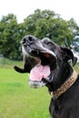 Funny great dane