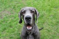 Funny great dane in the garden