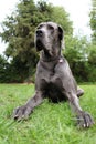 Funny great dane in the garden