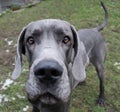 Funny great dane in the garden