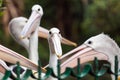 Funny great white pelican