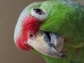 Funny green parrot Amazon. Portrait close up.