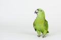 Funny green parrot