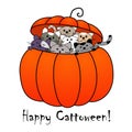 Funny greeting card Happy Halloween. Kittens in a pumpkin Royalty Free Stock Photo