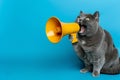 Funny Grey Cat Amplifies Communication With Unique Yellow Megaphone Against Vibrant Blue Background Royalty Free Stock Photo