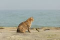 Funny grey cat on the beach against the sea. Royalty Free Stock Photo