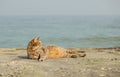 Funny grey cat on the beach against the sea. Royalty Free Stock Photo