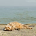 Funny grey cat on the beach against the sea. Royalty Free Stock Photo