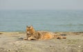Funny grey cat on the beach against the sea. Royalty Free Stock Photo