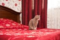 Funny grey cat in bedroom interior