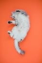 Funny grey cat laying on a red background Royalty Free Stock Photo