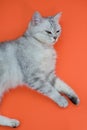 Funny grey cat laying on a red background Royalty Free Stock Photo