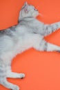 Funny grey cat laying on a red background Royalty Free Stock Photo