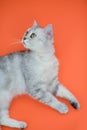 Funny grey cat laying on a red background Royalty Free Stock Photo