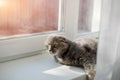 Funny grey cat relax Royalty Free Stock Photo