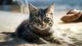 Funny grey cat is sitting on the beach. A cat walking on the beach Royalty Free Stock Photo